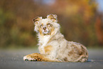 lying Australian Shepherd