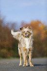 standing Australian Shepherd