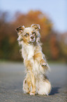 sitting Australian Shepherd