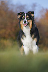 standing Australian Shepherd