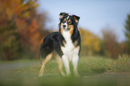 standing Australian Shepherd