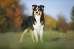 standing Australian Shepherd