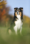 sitting Australian Shepherd