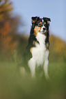 sitting Australian Shepherd