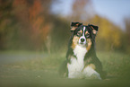 lying Australian Shepherd