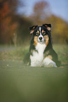 lying Australian Shepherd