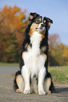 sitting Australian Shepherd