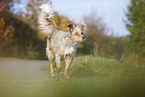 trotting Australian Shepherd