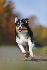 running Australian Shepherd