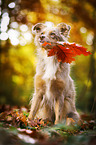 sitting Australian Shepherd