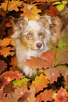 Australian Shepherd Portrait