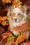 Australian Shepherd Portrait