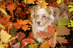 Australian Shepherd Portrait