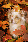 Australian Shepherd Portrait