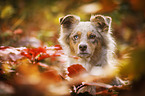 Australian Shepherd Portrait