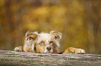 lying Australian Shepherd