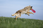 Australian Shepherd plays frisbee