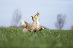 Australian Shepherd