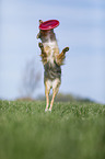 Australian Shepherd plays frisbee