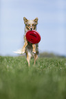 Australian Shepherd plays frisbee