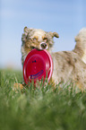 Australian Shepherd plays frisbee