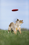 Australian Shepherd plays frisbee