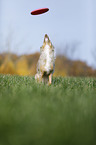 Australian Shepherd plays frisbee