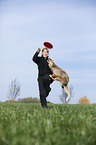 Australian Shepherd plays frisbee