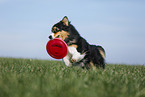 Australian Shepherd plays frisbee