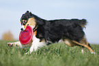 Australian Shepherd plays frisbee