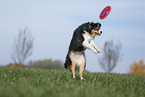 Australian Shepherd plays frisbee