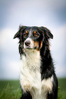 Australian Shepherd Portrait