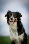 Australian Shepherd Portrait