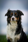 Australian Shepherd Portrait