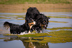 Australian Shepherds