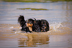 Australian Shepherds