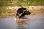 running Australian Shepherd