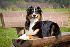 lying Australian Shepherd