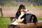 lying Australian Shepherd