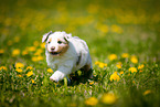 Australian Shepherd puppy