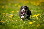 Australian Shepherd puppy