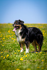 standing Australian Shepherd