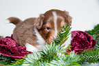 young Australian Shepherd Puppy