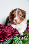 young Australian Shepherd Puppy