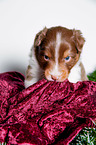 young Australian Shepherd Puppy