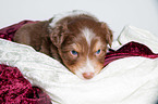 young Australian Shepherd Puppy