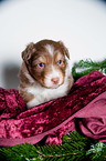 young Australian Shepherd Puppy