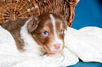 young Australian Shepherd Puppy