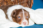 young Australian Shepherd Puppy