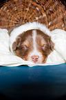 young Australian Shepherd Puppy